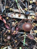 Psathyrella bipellis image
