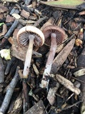 Psathyrella bipellis image