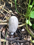 Coprinellus flocculosus image