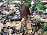 Psathyrella bipellis image