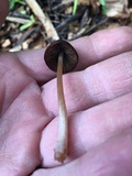 Psathyrella bipellis image