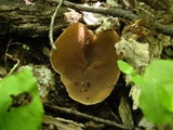 Peziza repanda image