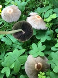 Parasola auricoma image