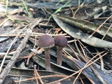 Psathyrella bipellis image