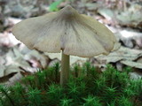Entoloma vernum image
