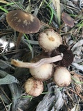 Psathyrella bipellis image