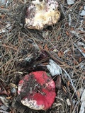 Russula rhodocephala image