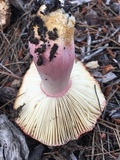 Russula rhodocephala image