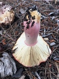 Russula rhodocephala image