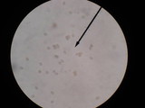 Entoloma vernum image