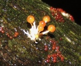Calostilbe striispora image
