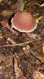 Psathyrella bipellis image