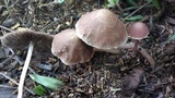 Psathyrella bipellis image