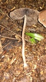 Psathyrella bipellis image