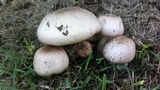 Agaricus subrufescens image