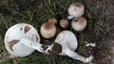 Agaricus subrufescens image