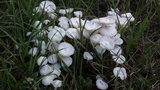 Termitomyces microcarpus image