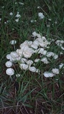 Termitomyces microcarpus image