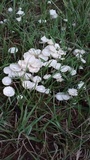 Termitomyces microcarpus image