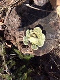 Trametes gibbosa image