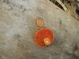 Earliella scabrosa image