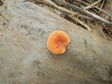 Earliella scabrosa image