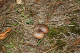 Suillus luteus image