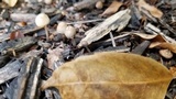 Mycena citrinomarginata image