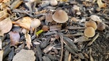 Mycena citrinomarginata image