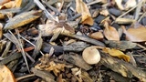 Mycena citrinomarginata image