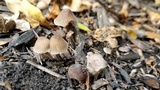 Mycena citrinomarginata image