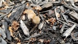 Mycena citrinomarginata image