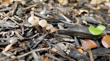 Mycena citrinomarginata image