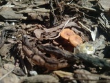 Lactarius peckii image
