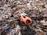 Clathrus columnatus image