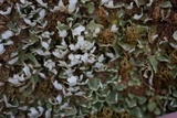 Cladonia apodocarpa image