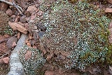 Cladonia apodocarpa image