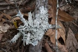 Canoparmelia texana image