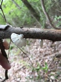 Poronidulus conchifer image
