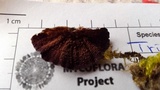Trichaptum abietinum image