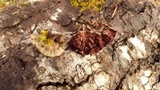 Trichaptum abietinum image
