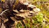 Trichaptum abietinum image
