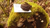 Fomitopsis ochracea image
