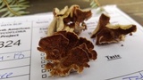 Trichaptum abietinum image