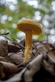 Heimioporus betula image
