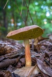 Aureoboletus auriporus image