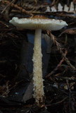 Lepiota magnispora image