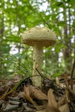 Amanita ravenelii image