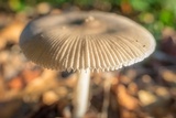 Amanita sect. Vaginatae image