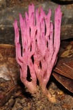 Clavaria schaefferi image